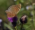 Argynnis pandora bu9922