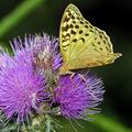 Argynnis_pandora_ed3693