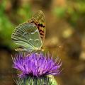 Argynnis_pandora_ed3874