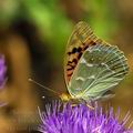 Argynnis_pandora_ed3882