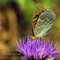 Argynnis_pandora_ed3884