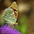 Argynnis_pandora_ed3886