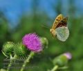 Argynnis_pandora_hh4279