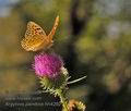 Argynnis_pandora_hh4292