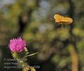 Argynnis_pandora_hh4299