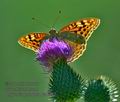 Argynnis_pandora_ka5362