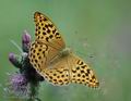 Argynnis_paphia_a3635