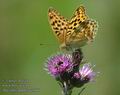 Argynnis_paphia_a3666