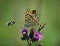 Argynnis_paphia_a3675