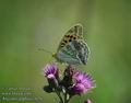 Argynnis_paphia_a3676