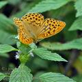 Argynnis_paphia_bd3926