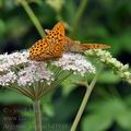 Argynnis_paphia_bd3948