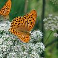 Argynnis_paphia_bd4088