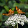 Argynnis_paphia_bd4104