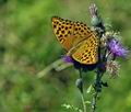 Argynnis paphia bs5312