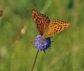 Argynnis_paphia_bs5350