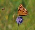 Argynnis_paphia_bs5353