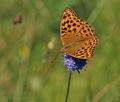 Argynnis_paphia_bs5355