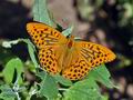 Argynnis_paphia_cv2408