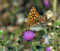 Argynnis_paphia_cx7868