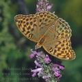 Argynnis_paphia_d3002