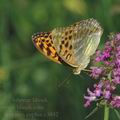 Argynnis_paphia_d3042