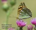 Argynnis_paphia_d3299