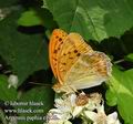 Argynnis_paphia_e1228