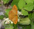 Argynnis_paphia_e1249