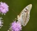 Argynnis paphia ed3666