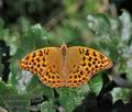 Argynnis_paphia_hh4456