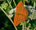 Argynnis_paphia_k3148