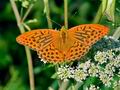 Argynnis_paphia_k3153