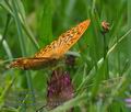 Argynnis_paphia_p7149433