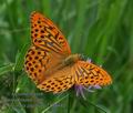 Argynnis_paphia_p7149440