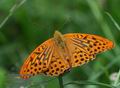 Argynnis_paphia_p7149453