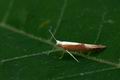 Argyresthia_albistria_bs5768