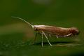 Argyresthia_albistria_co4950s