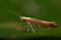 Argyresthia_albistria_co4986s