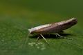 Argyresthia_albistria_cy1858s