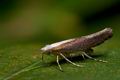 Argyresthia_albistria_cy1866s