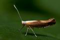 Argyresthia_albistria_ja8810s