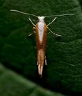 Argyresthia_albistria_ja8829s