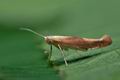 Argyresthia_albistria_jc1813s