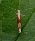 Argyresthia_albistria_jc1833s