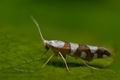 Argyresthia_brockeella_cv9715s