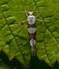 Argyresthia_brockeella_cv9732s