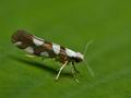 Argyresthia_brockeella_je5193s