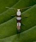 Argyresthia_brockeella_je5229s