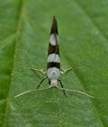 Argyresthia_brockeella_je5250s